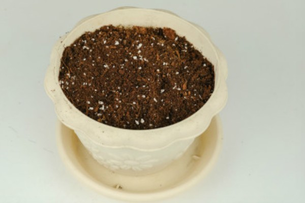 老鸦柿的耐寒温度,可以忍耐-5℃的低温