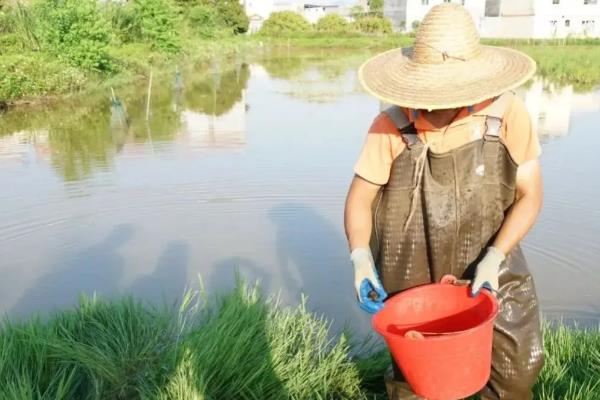 龙虾怎么养殖，放苗前要施肥培育生物饵料