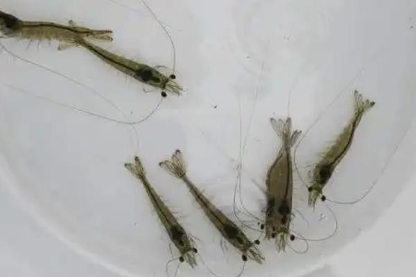 龙虾怎么养殖，放苗前要施肥培育生物饵料