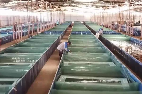 龙虾怎么养殖，放苗前要施肥培育生物饵料