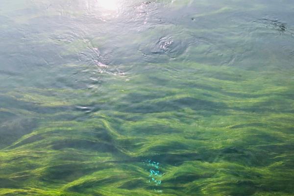 龙虾怎么养殖，放苗前要施肥培育生物饵料