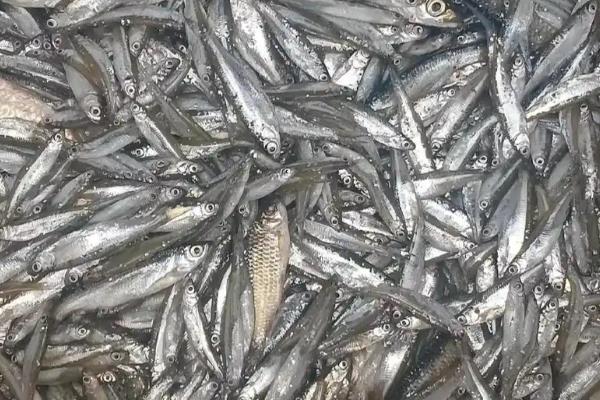 龙虾怎么养殖，放苗前要施肥培育生物饵料