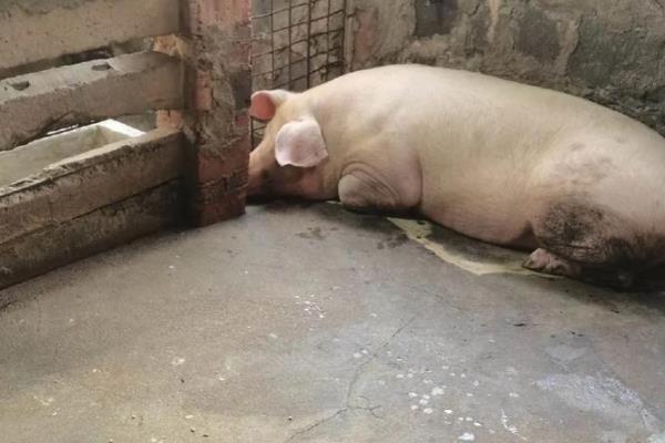 猪拉水泥样稀粪是什么病，是患上了增生性回肠炎