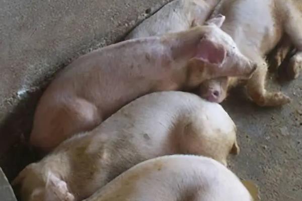 猪拉水泥样稀粪是什么病，是患上了增生性回肠炎