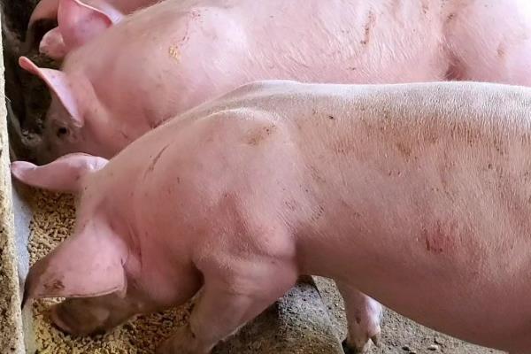 猪拉水泥样稀粪是什么病，是患上了增生性回肠炎