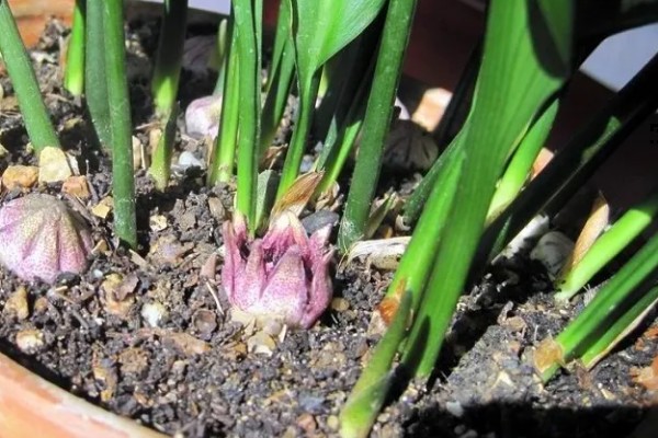 一叶兰会不会开花，一叶兰会开花