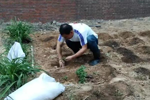 大颗粒尿素的优点，粉尘含量低且流动性好