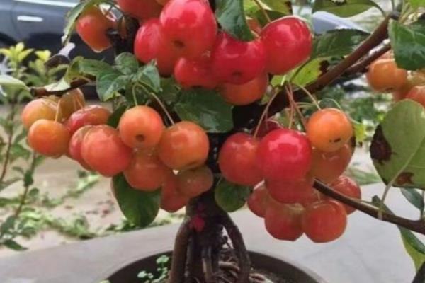 冬红果在几月份开花，在4月份开花