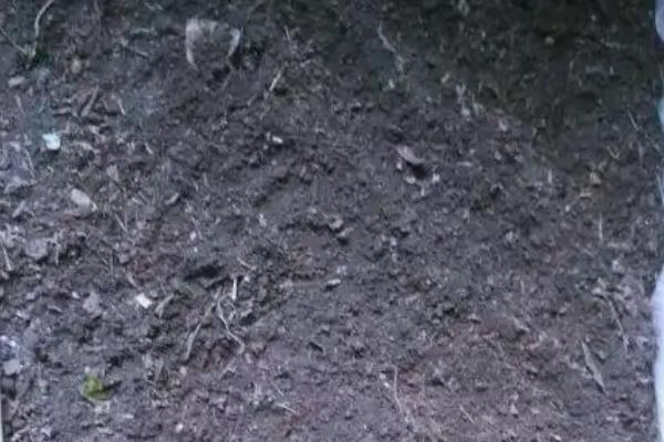 冬红果在几月份开花，在4月份开花