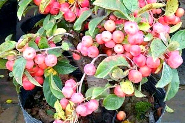 冬红果在几月份开花，在4月份开花