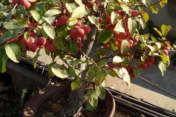 冬红果在几月份开花，在4月份开花