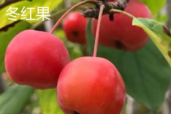 冬红果在几月份开花，在4月份开花