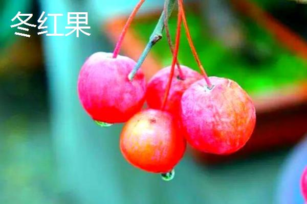 冬红果在几月份开花，在4月份开花