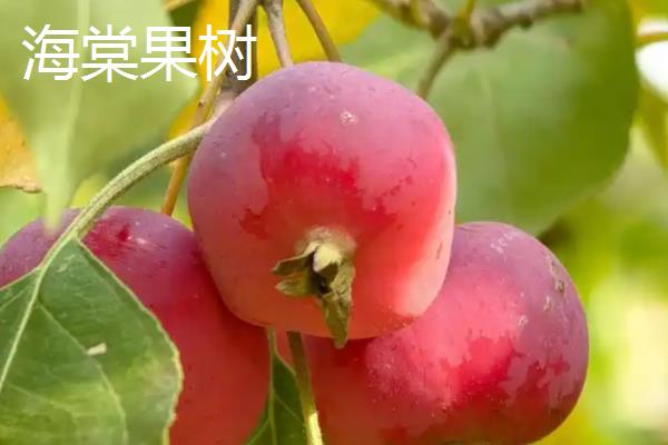 冬红果在几月份开花，在4月份开花