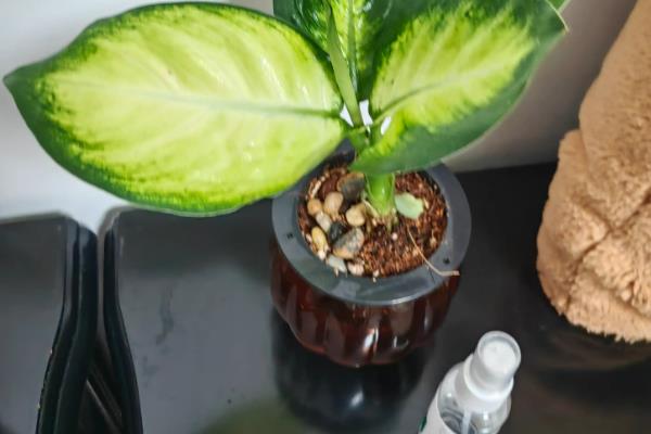 银皇后的养殖方法，把温度保持在22℃左右