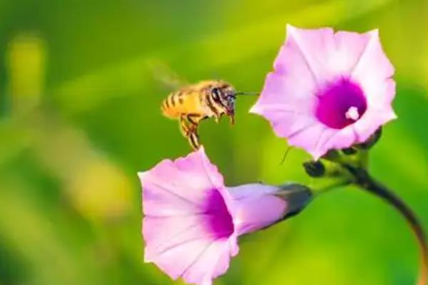牵牛花传播花粉的方法，昆虫采食花蜜时会起到授粉效果
