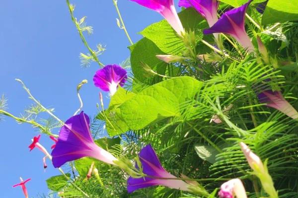 牵牛花传播花粉的方法，昆虫采食花蜜时会起到授粉效果