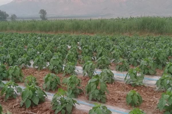 甜椒冬天能种植吗,甜椒可以在冬天种植