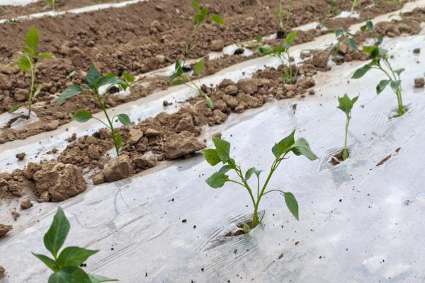 甜椒冬天能种植吗,甜椒可以在冬天种植