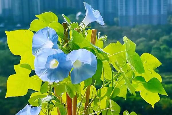 牵牛花传播花粉的方法，昆虫采食花蜜时会起到授粉效果