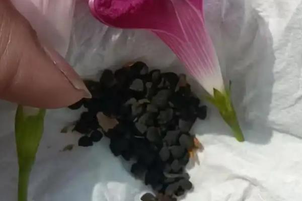 牵牛花传播花粉的方法，昆虫采食花蜜时会起到授粉效果