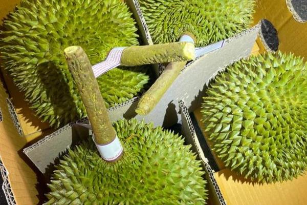 榴莲如何分辨好坏，可以闻味道、看裂缝等
