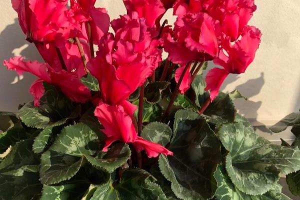 仙客来花期怎么养护，长出花苞时追施复合肥