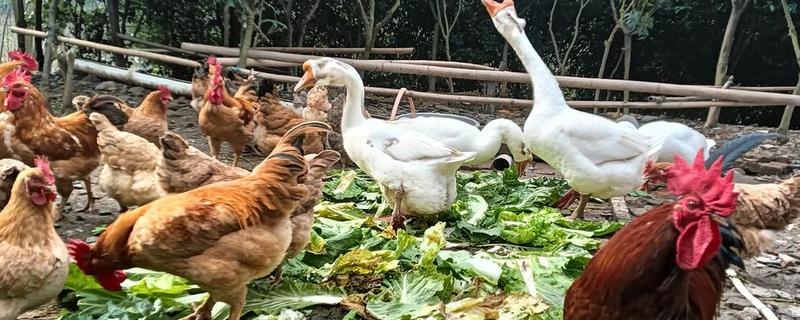 鸡鸭鹅能不能混养，混养有好处也有坏处
