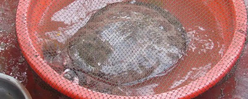 甲鱼冬季要在深水中过冬吗，浅水有助于它们冬眠