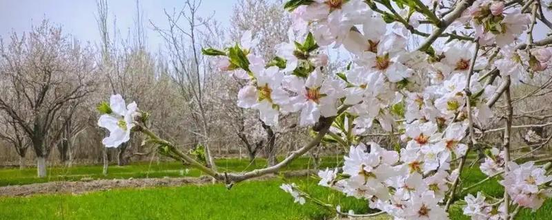 巴西木会开花吗，巴西木会开花