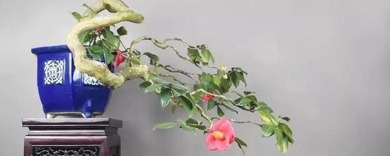 茶花秋天落叶是怎么回事，可能是缺水所致