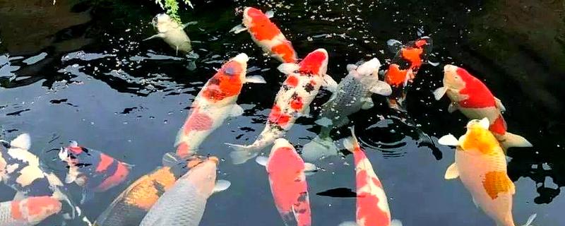 锦鲤是不是鲤鱼，锦鲤是鲤鱼
