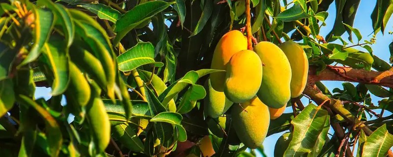 芒果的施肥时间，果后肥是全年施肥的重点