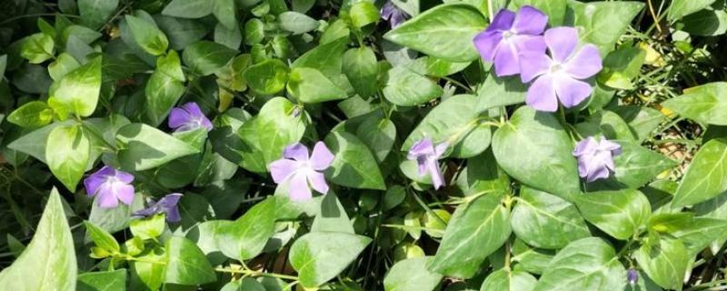 长春藤花的浇水方法，春秋季节每隔3-5天浇一次