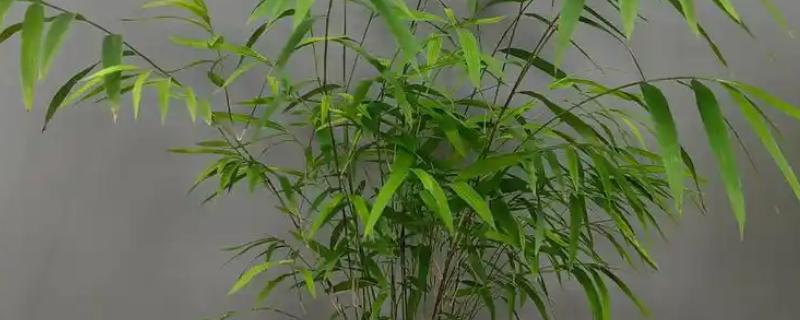 竹子卷叶原因，一般是缺水、过度施肥等因素造成