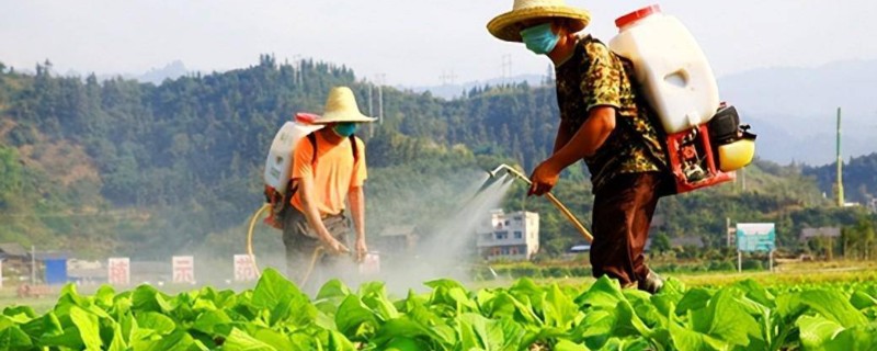 蔬菜中午不能喷药的原因，高温容易促进药剂的分解