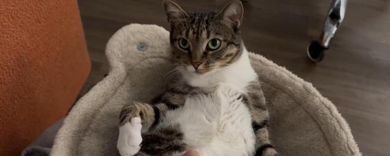 猫狗该驱虫了有哪些表现，表现为频繁的抓挠啃咬体表