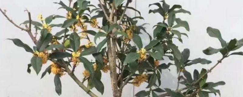 怎么养桂花，桂花喜偏酸性的土壤环境