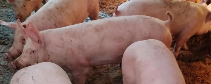后备母猪配种后能否注射细小病毒疫苗，整个妊娠期尽量不要做任何免疫