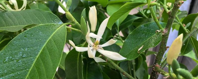 白兰花的花语，寓意纯洁的爱、真挚的爱等