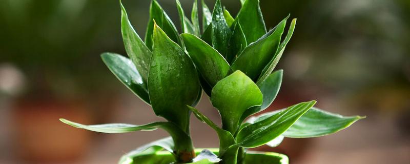 富贵竹生根后的养殖方法，要将植株移到有柔和散光处养护