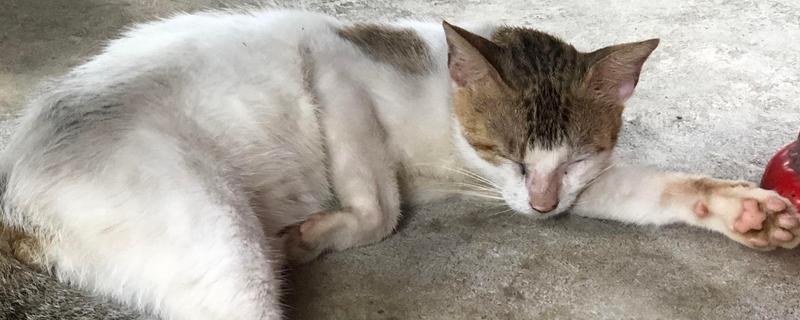 猫咪喉咙发出呼噜声的原因，存在生理性和病理性因素