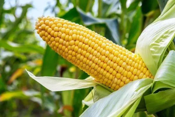 迪玉312玉米种子简介,适宜密度3500-4000株
