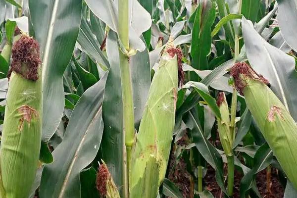 广良甜23号玉米品种的特性,全生育期注意防治草地贪夜蛾