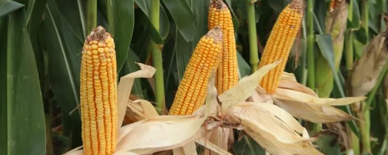 广良甜23号玉米品种的特性，全生育期注意防治草地贪夜蛾