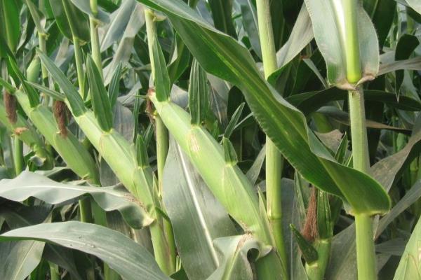 银河42玉米种子介绍,春植生育期78天