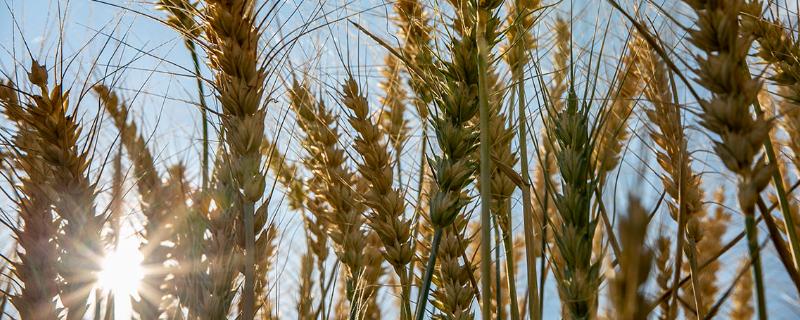 昇香两优秋香水稻种子简介，中抗白叶枯病（IX型菌3级）