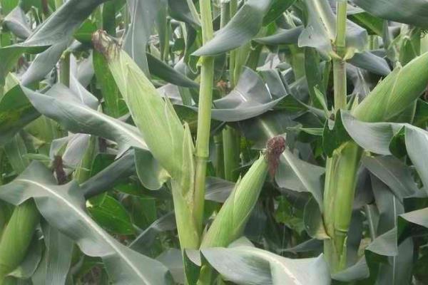 兴瑞515玉米种子介绍，种植密度建议4000株/亩
