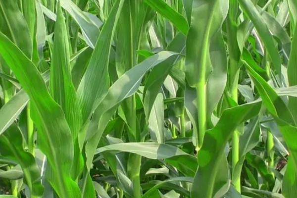 华旺彩甜糯1号玉米种子特点，春植生育期80~84天