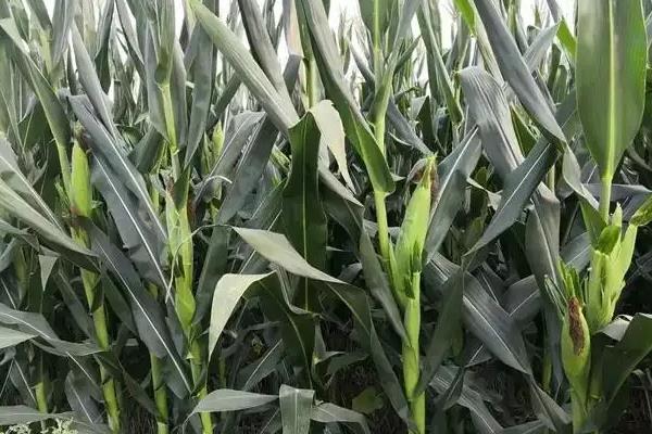 迪玉312玉米种子简介,适宜密度3500-4000株